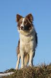BORDER COLLIE 1052